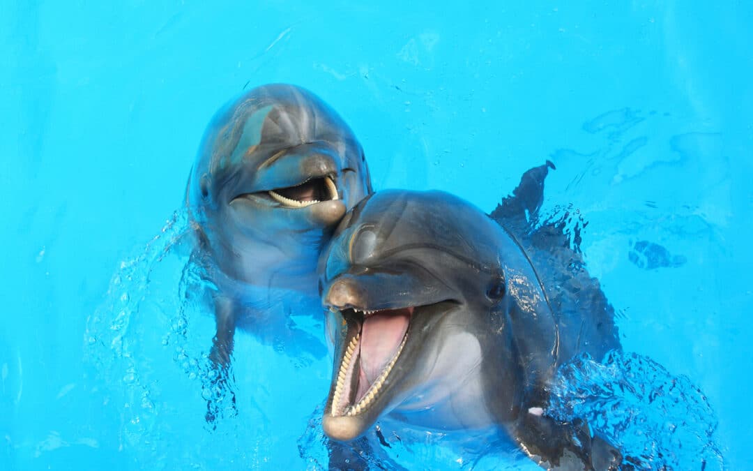 Jargon Kills Clarity (or: Stop Speaking Dolphin)