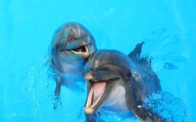 Jargon Kills Clarity (or: Stop Speaking Dolphin)